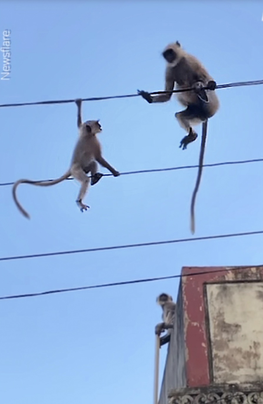 30 Pics Showing The Unstoppable Monkeyfication of Our Cities 